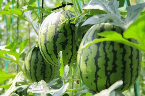 251免费吃瓜,揭秘娱乐圈幕后真相 第3张 251免费吃瓜,揭秘娱乐圈幕后真相 第3张