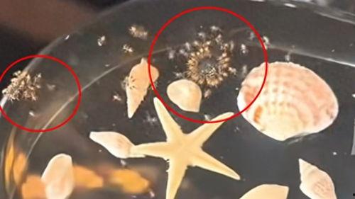 虫子最新爆料,揭秘娱乐圈惊天大事件！